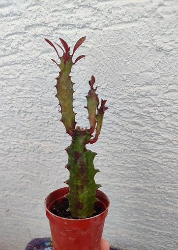 Süt Kaktüs - Görsel 5