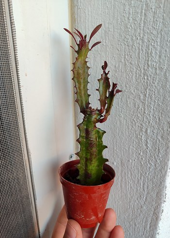 Süt Kaktüs - Görsel 6