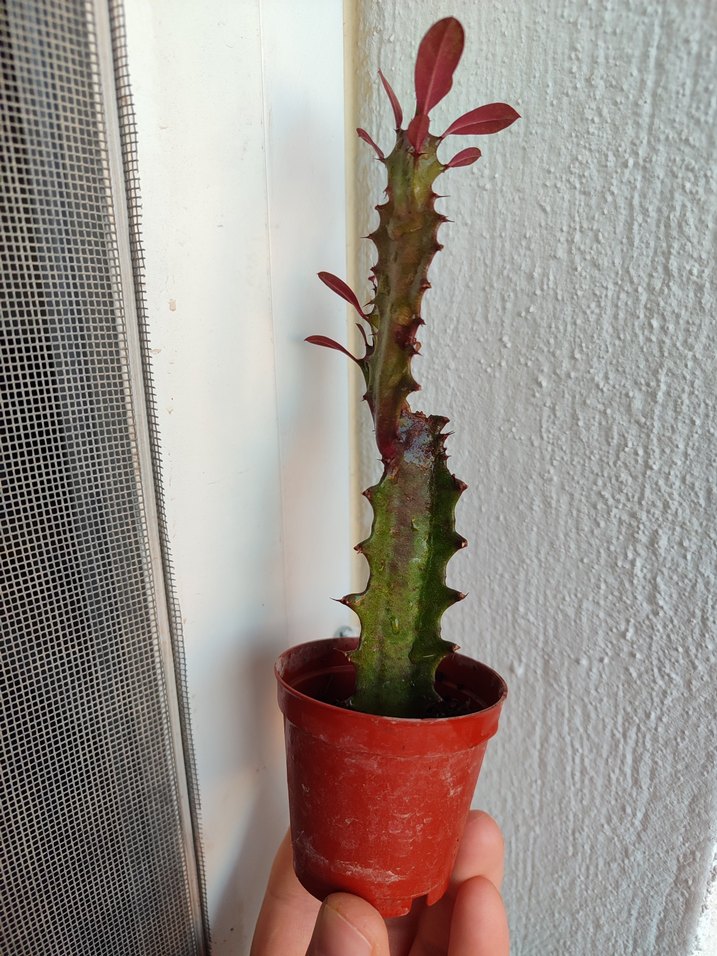 Süt Kaktüs - Görsel 2