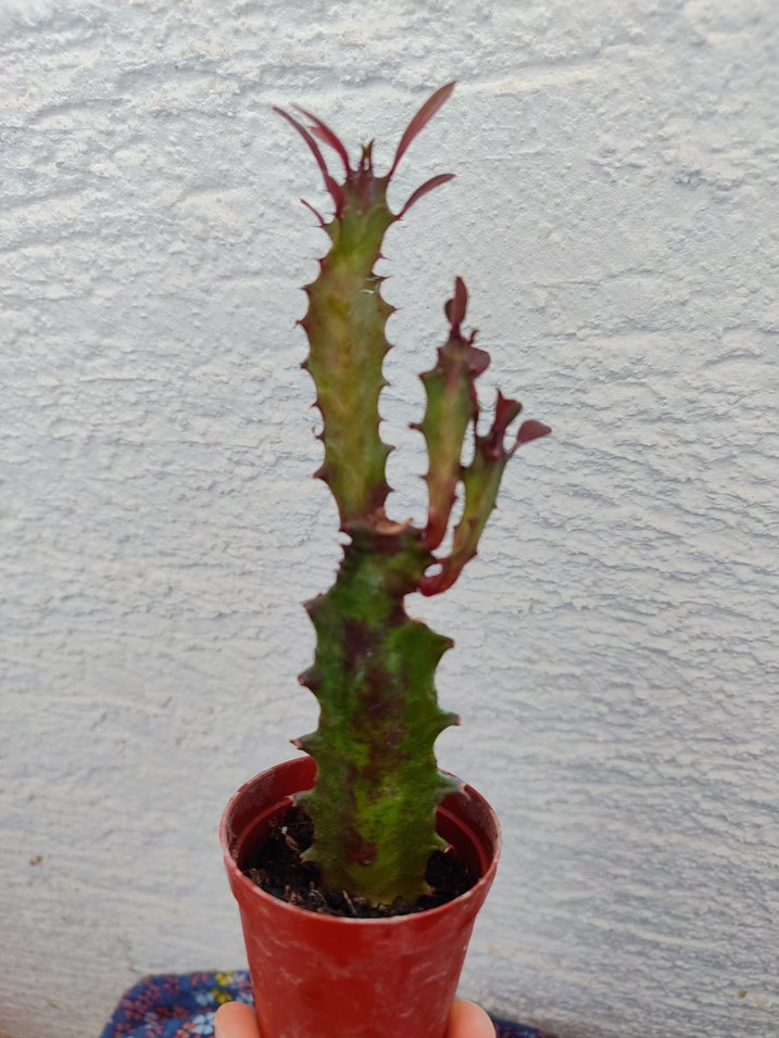 Süt Kaktüs - Görsel 4