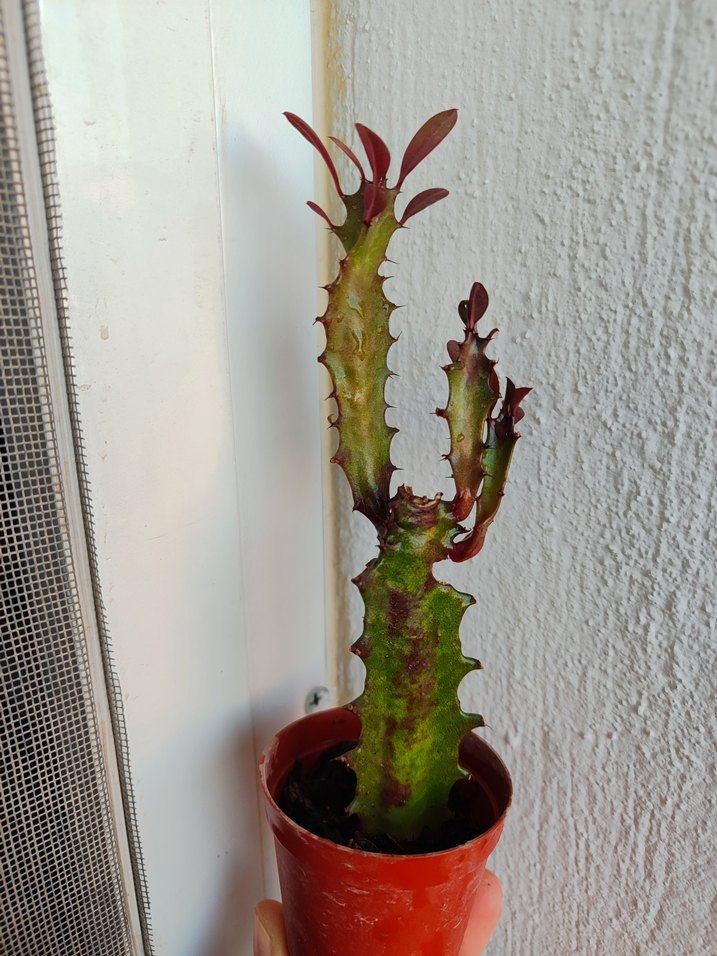 Süt Kaktüs - Görsel 3