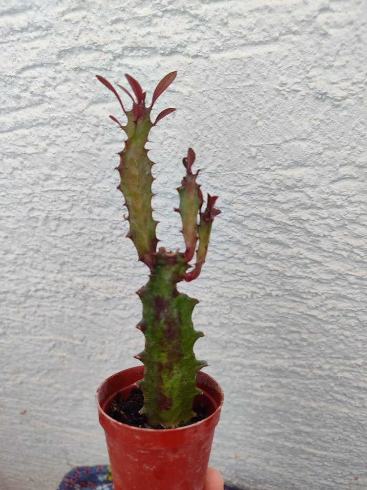 Süt Kaktüs - Görsel 5