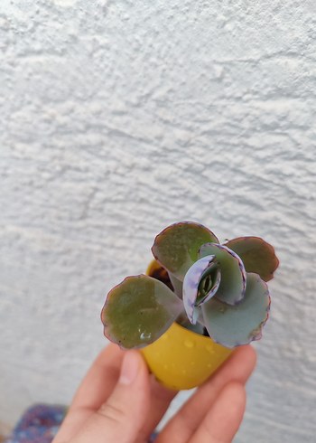 Sukulent - Görsel 3