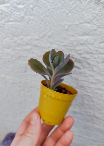 Sukulent - Görsel 5