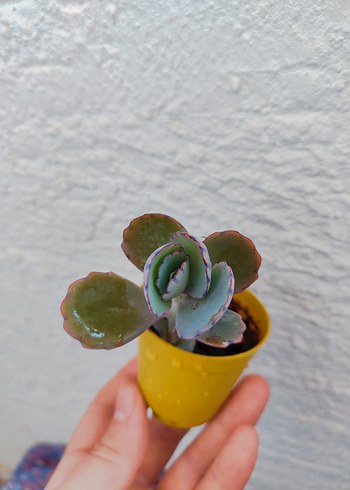 Sukulent - Görsel 2