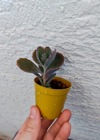 Sukulent - Görsel 4