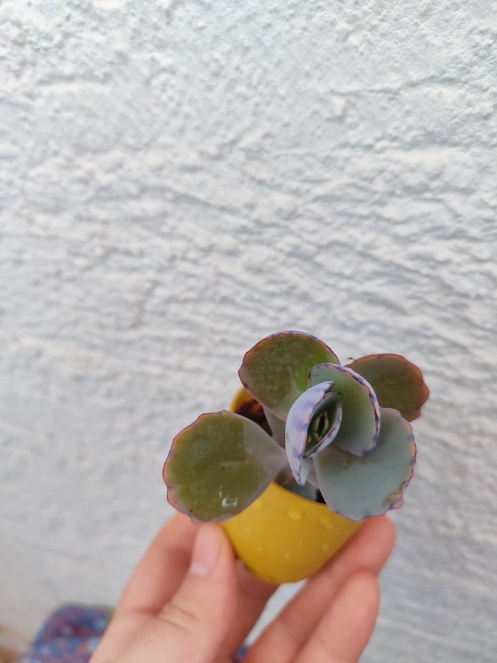 Sukulent - Görsel 3