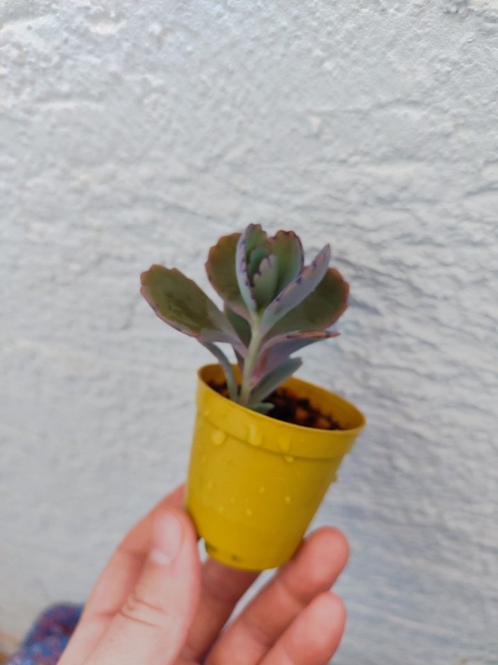 Sukulent - Görsel 5
