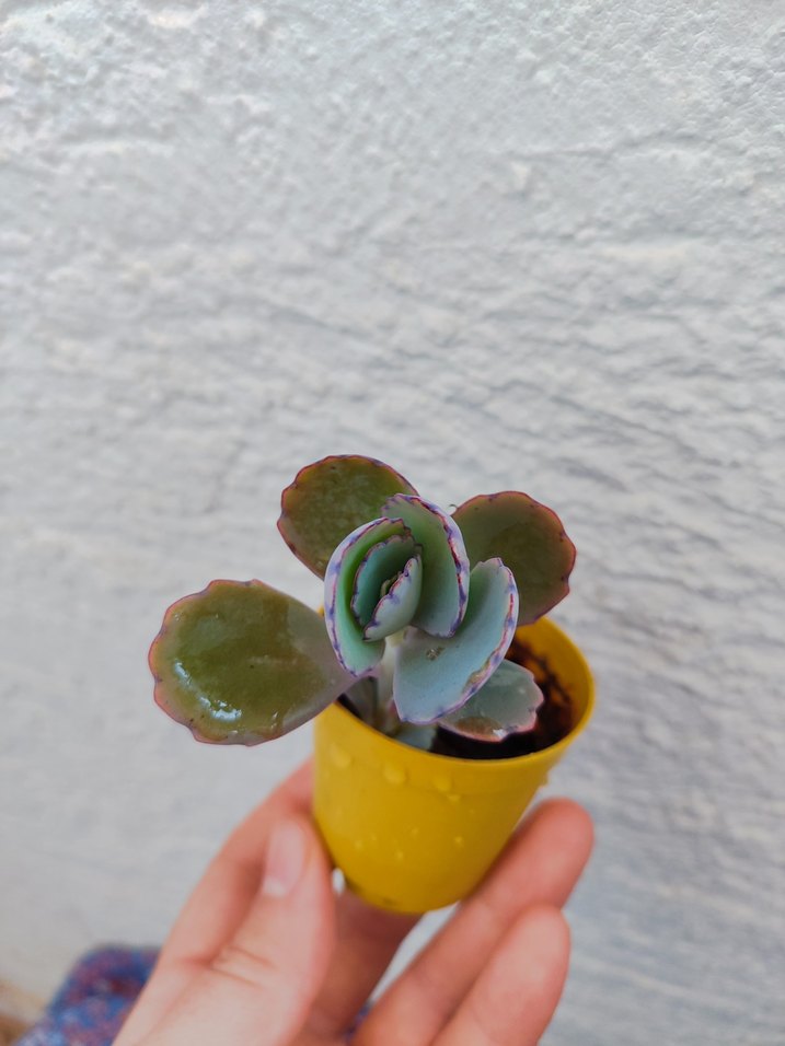 Sukulent - Görsel 2