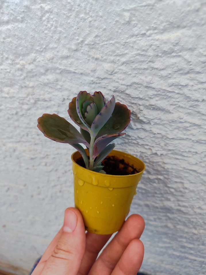 Sukulent - Görsel 4