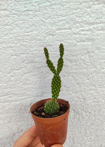 Tavşan Kulağı Kaktüs - Görsel 2