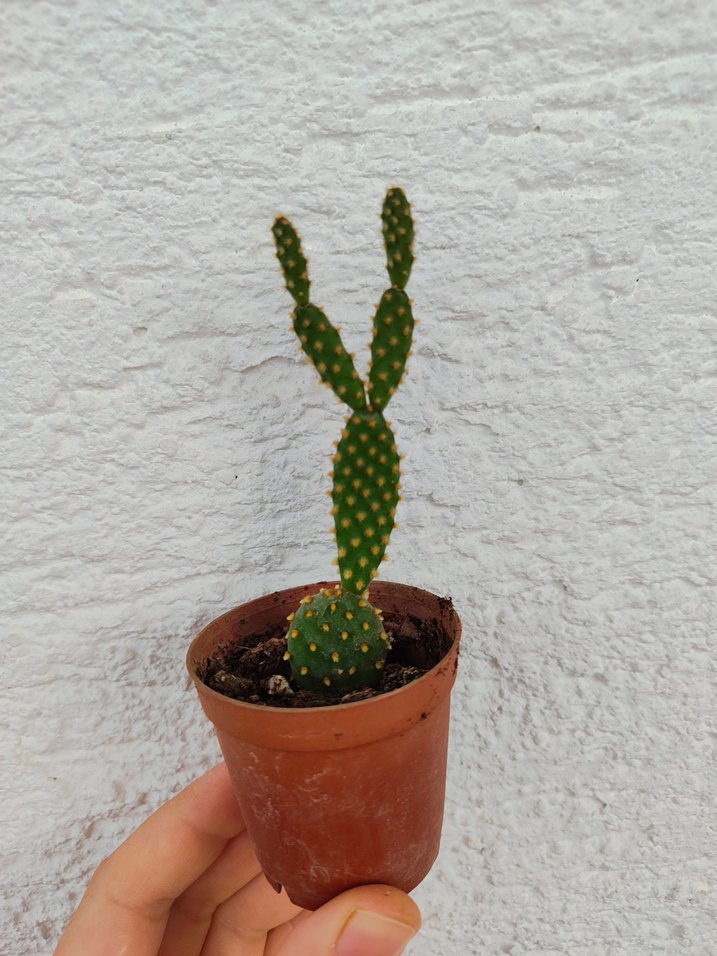 Tavşan Kulağı Kaktüs - Görsel 3