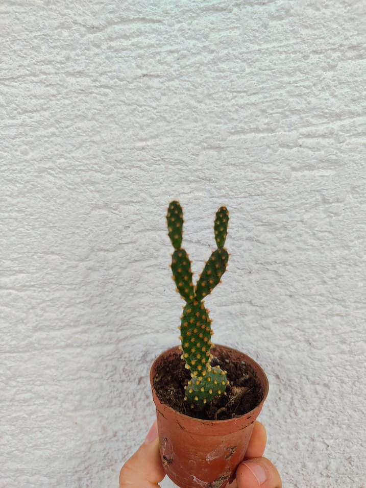 Tavşan Kulağı Kaktüs - Görsel 4