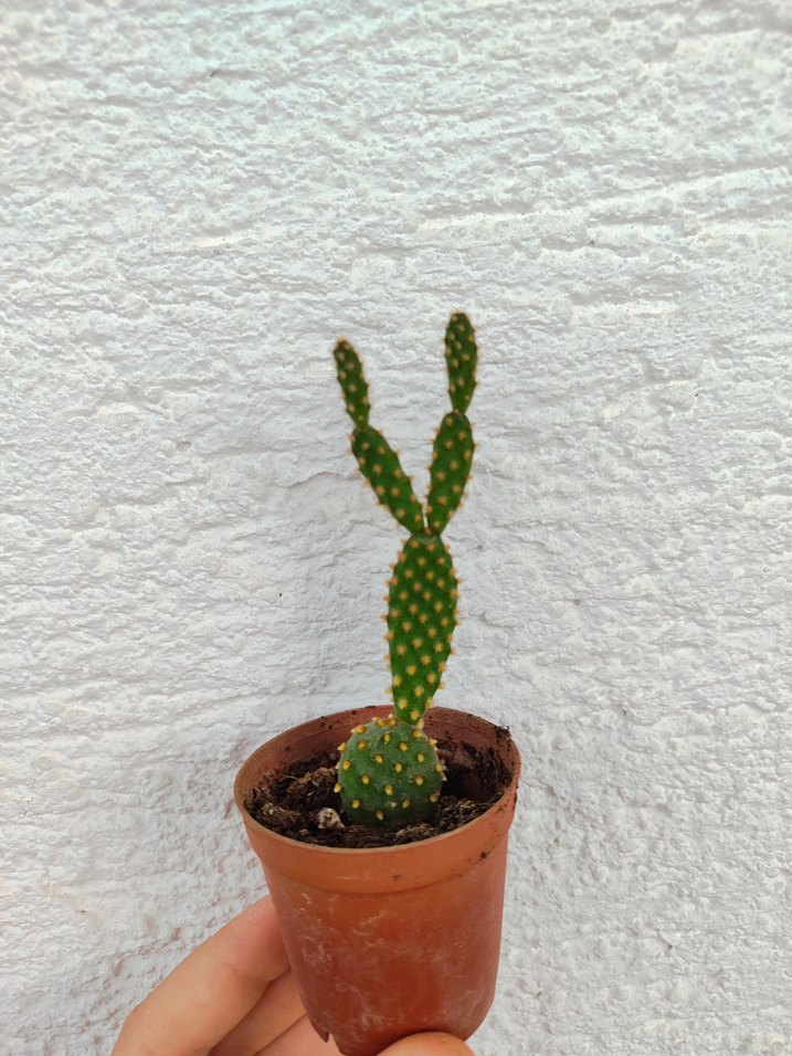 Tavşan Kulağı Kaktüs - Görsel 2