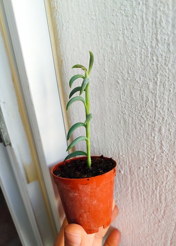 Muz Sukulent - Görsel 2