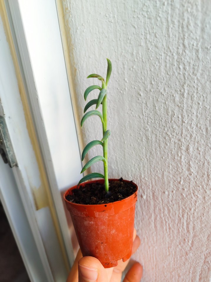 Muz Sukulent - Görsel 2