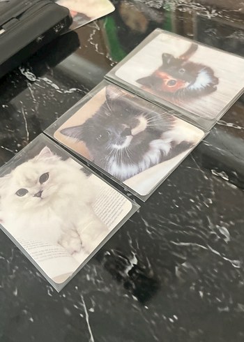 Kedi photocard