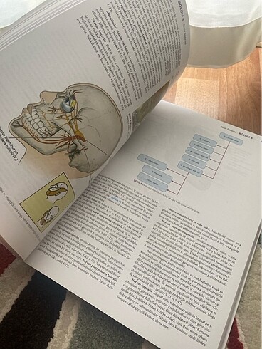  Resimli baş ve boyun anatomisi