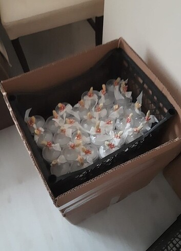 Diğer 30 adet nikah susu