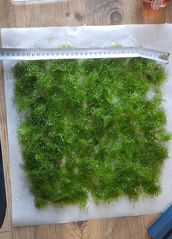 Riccia moss