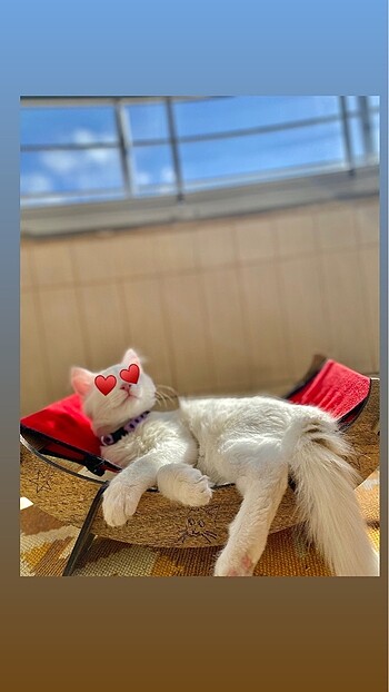 Beden Renk Ahşap Kedi Hamağı Salıncağı Kedi Yatağı