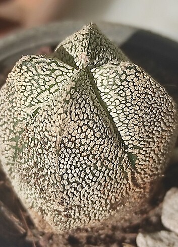 Astrophytum 