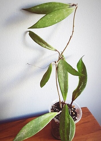 Hoya 3 lu