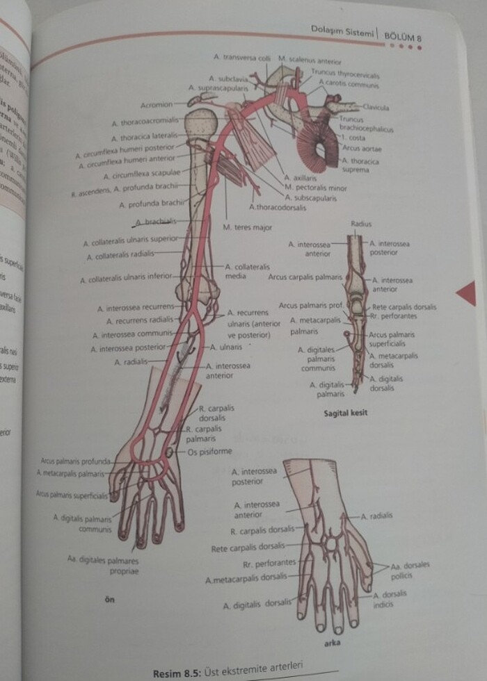 Temel hemşirelik ve anatomi  - Görsel 2
