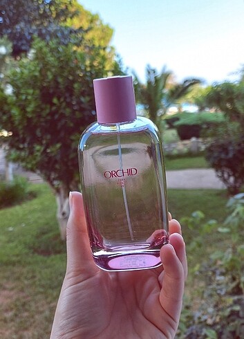 Zara orchid