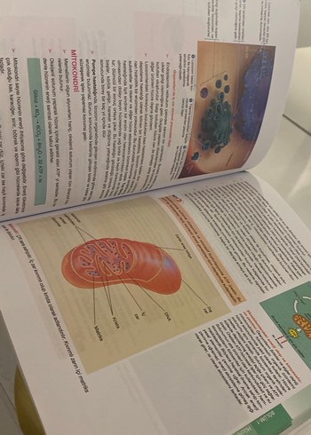 9. Sınıf Biyoloji Konu Anlatımlı Kitap - Görsel 3
