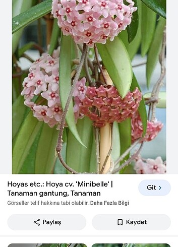 Hoya cv minibelle