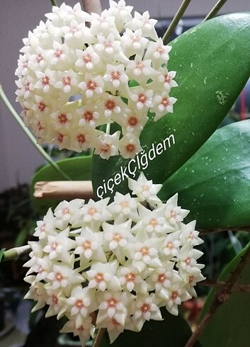 Hoya parasitica