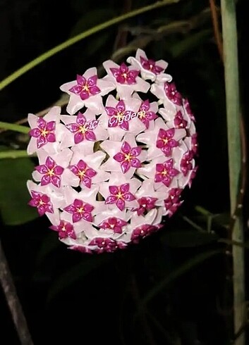 Hoya aldrichii 