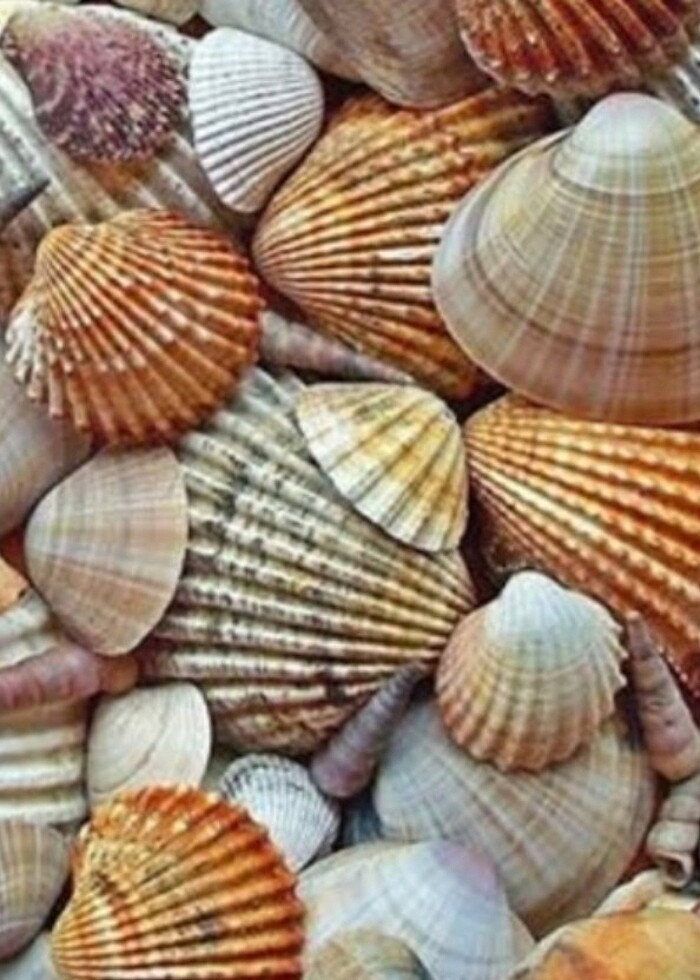 Doğal Deniz Kabukları  - Görsel 2