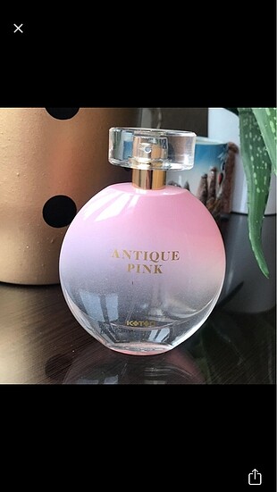 Koton Antique Pink Kadın Parfüm 100 ml