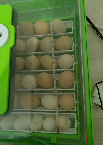 Yeşil Kapaklı Yumurta Kuluçka Makinesi