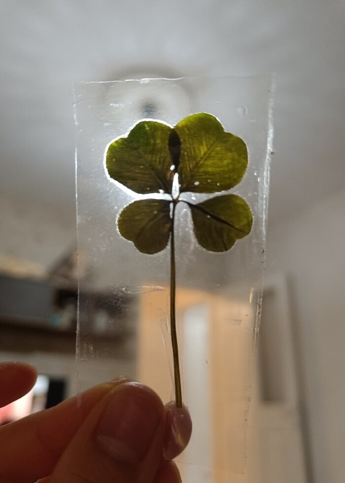 4 yapraklı yonca  - Görsel 2