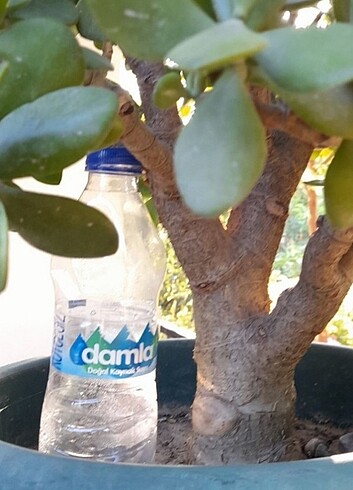 Para agacı