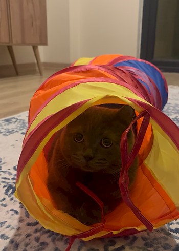 Renkli Kedi Oyun Tüneli - Görsel 8