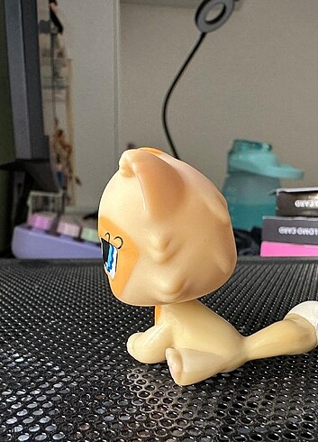 Beden Lps kedi miniş