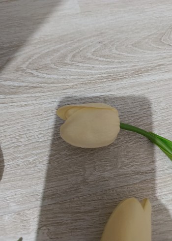 Islak Lale - Görsel 4