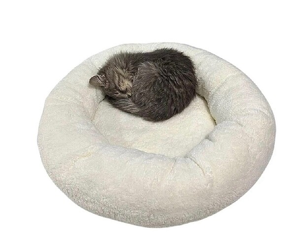 Kedi köpek peluş yatak