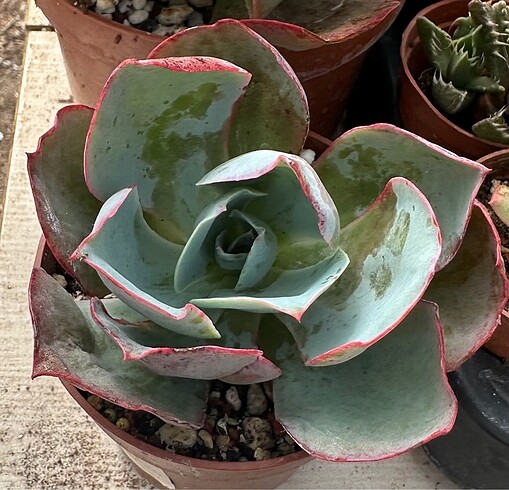 Echeveria Amistral