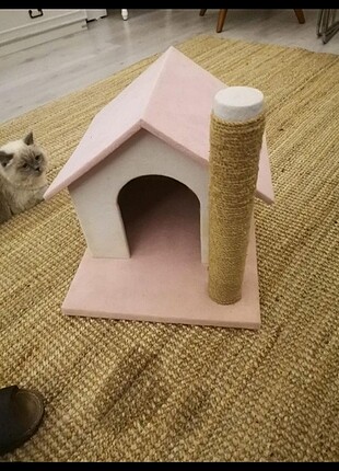 Kedi evi