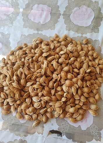 Tatlı kayısı çekirdeği 