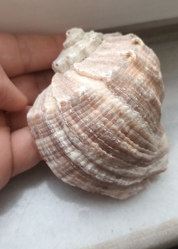 deniz kabuğu 8sm - Görsel 3