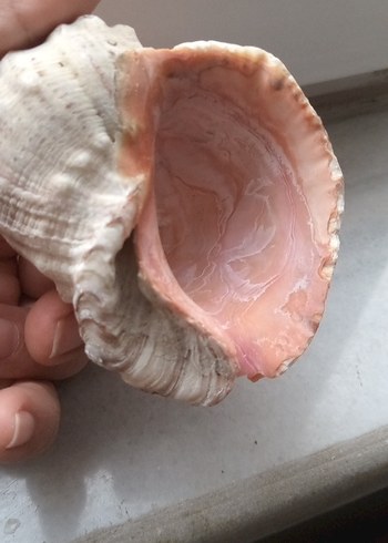 deniz kabuğu 8sm - Görsel 5