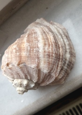deniz kabuğu 8sm - Görsel 7