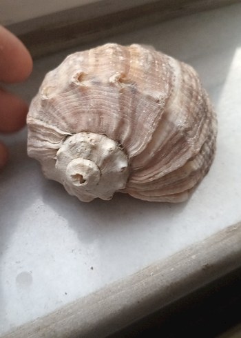 deniz kabuğu 8sm - Görsel 4