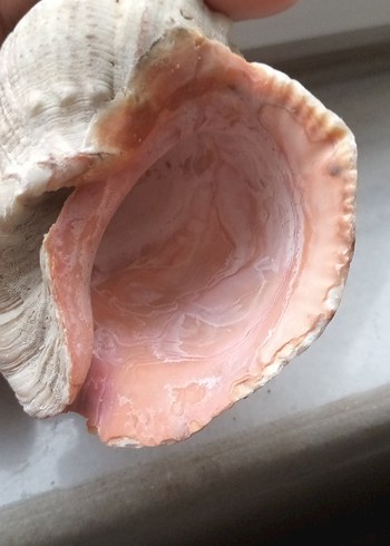 deniz kabuğu 8sm - Görsel 6